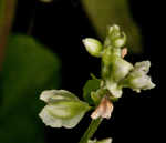 Climbing false buckwheat